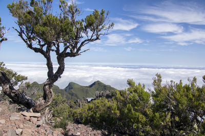 在葡萄牙马德拉岛的山顶徒步旅行，神奇的风景，令人难以置信的景色，燃烧的树木映衬着蓝天