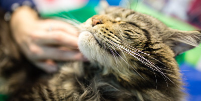 展览中最大的猫的肖像