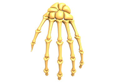 人类手部骨骼。3d插图