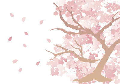 美しい桜の木