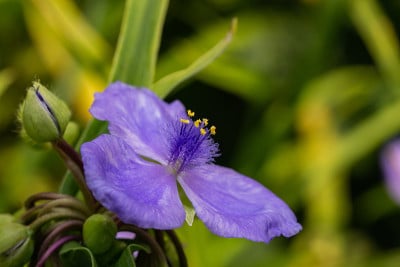 夏天的蜘蛛草花
