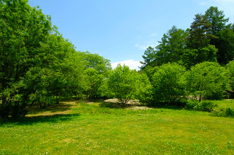 新鲜的草木和田野