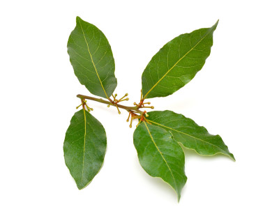 月桂nobilis。它的常见名称包括月桂树月桂树，甜月桂树，真月桂树，希腊月桂树，或简单的月桂树。