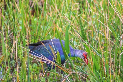 美国紫色gallinule
走在沼泽里