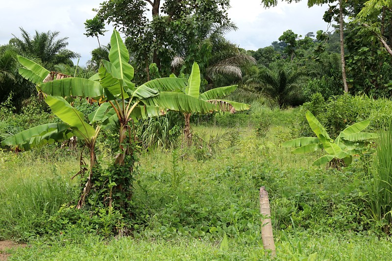 在西非多哥Kpalimé丰富的风景中的香蕉树。