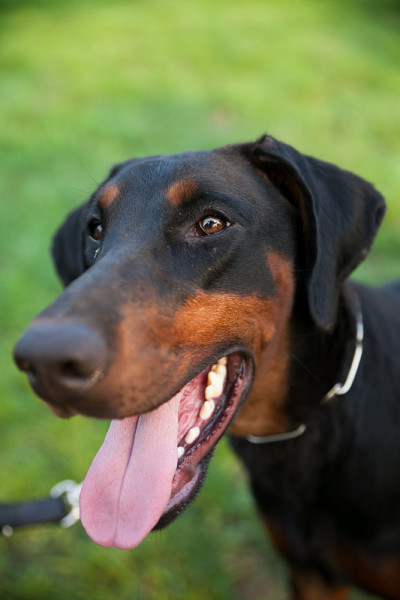 杜宾犬