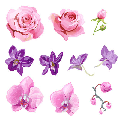 一套粉红色、红色、紫色的花和花蕾;玫瑰，兰花(蝴蝶兰，石斛)在白色背景，数字绘制现实插图水彩风格，收