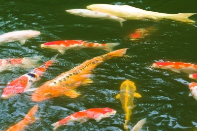 山梨