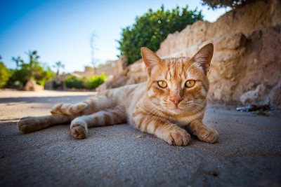 摆姿势的猫
