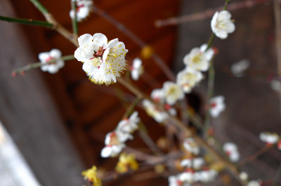 梅花，日本杏子