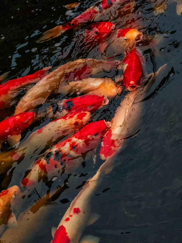 锦鲤