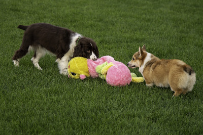 英国猎犬和彭布罗克威尔士柯基犬