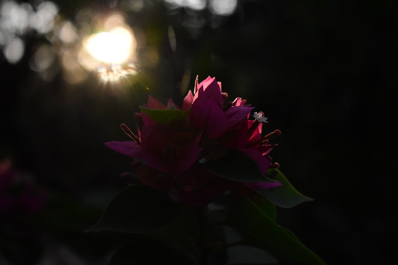 九重葛是绿叶盛开的花，阳光从背后照射进来