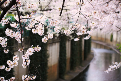 东京的樱花在一个雨天