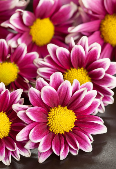 粉色zinnia花