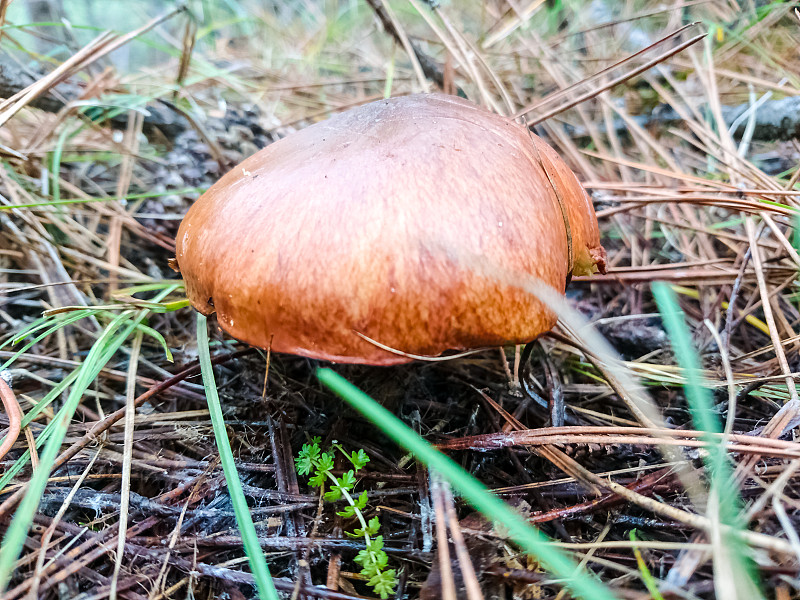 蘑菇