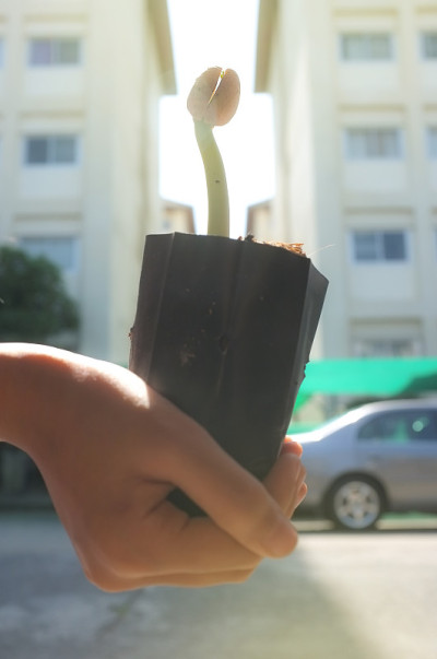 种子在一个女孩的手中发芽