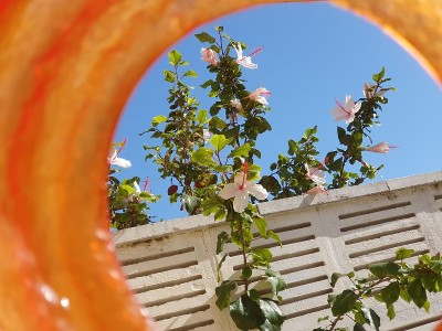 多病灶的灯……太阳……花