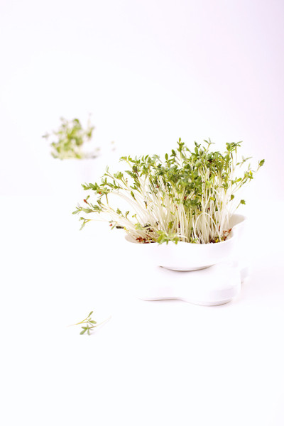 白瓷碟子里的水芹芽