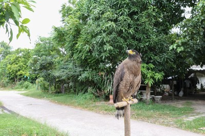 鹰隼或游隼