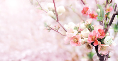 横春旗与日本榅桲花