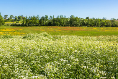 牛欧芹在乡村夏季草地景观