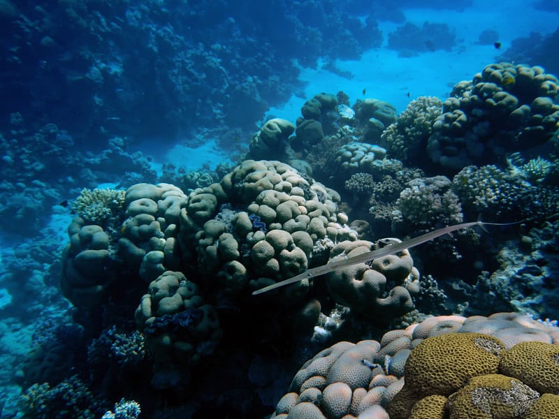 有针鱼的红海珊瑚礁。红海