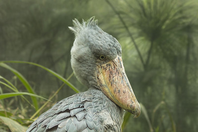 的画像shoebill