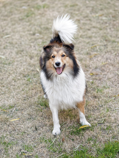 喜乐蒂牧羊犬