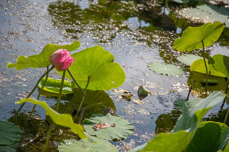 莲花湖