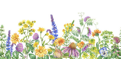 框架，边缘有开花的野花，草药。水彩手绘插图孤立的白色背景。