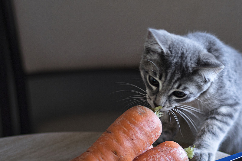 小灰猫吃胡萝卜。小猫是素食柔焦点。动物宠物的概念。图像与噪声和纹理。本空间