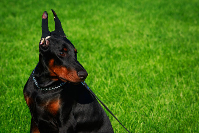 犬种杜宾犬