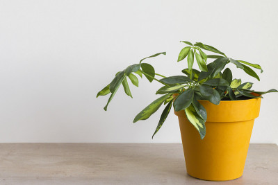 在黄色花盆里种植室内植物。家花园。昆士兰伞树
