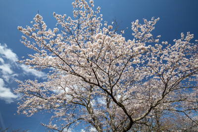 吉野山的樱花