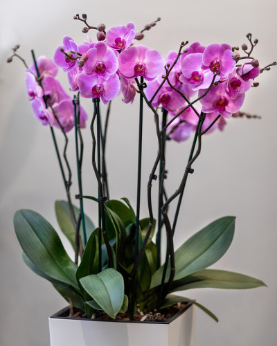 粉红色蝴蝶兰、飞蛾兰花在白色花盆里