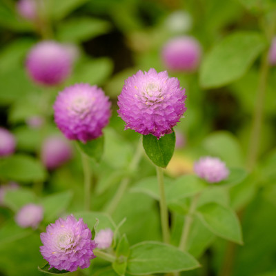 花园中的紫红花或单身汉钮扣花