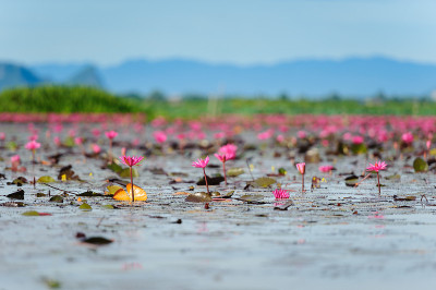 莲花湖