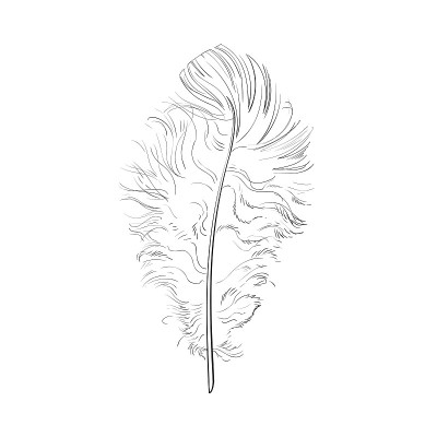 手绘温柔，蓬松的黑白鸟羽毛，草图矢量插图