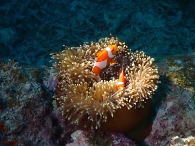 克拉克海葵和仙州海葵