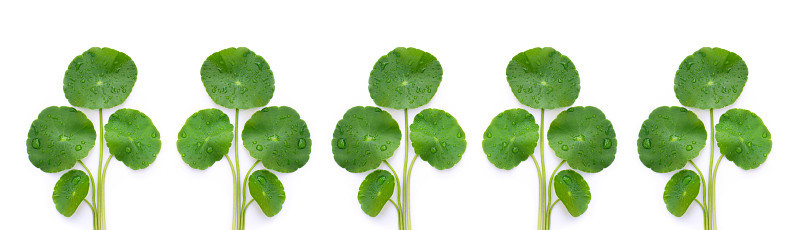 亚洲Centella