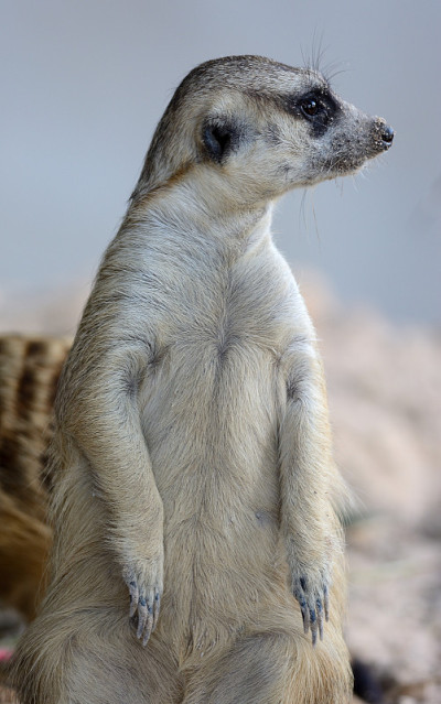 猫鼬（Suricata suricatta）