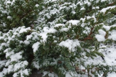 有鳞刺柏的叶子在冬天被雪覆盖