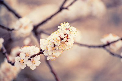 杏树开花