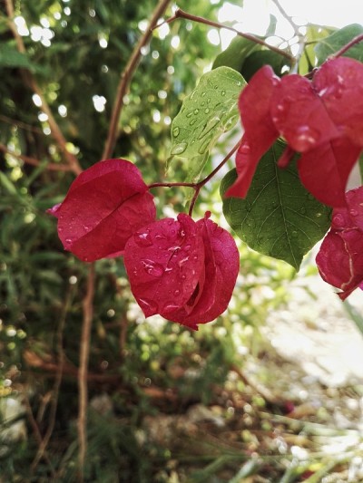 花