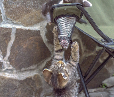 小猫