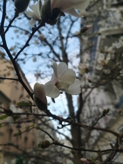 Denuated木兰