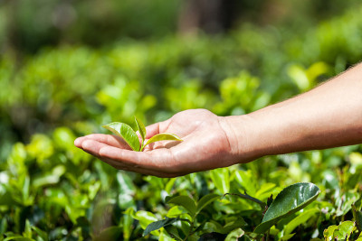 手里拿着一片新鲜的茶叶。