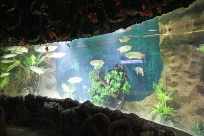 美丽的水族馆里有很多鱼在游泳