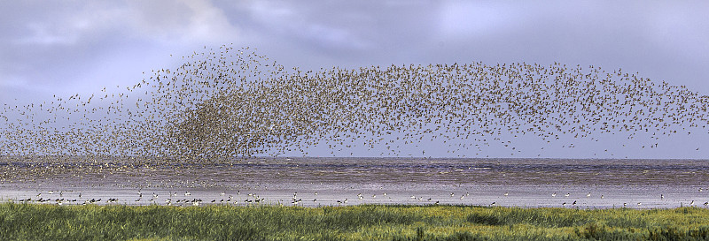 Dunlin (Calidris alpina)和Knot (Calidris canutus)低语